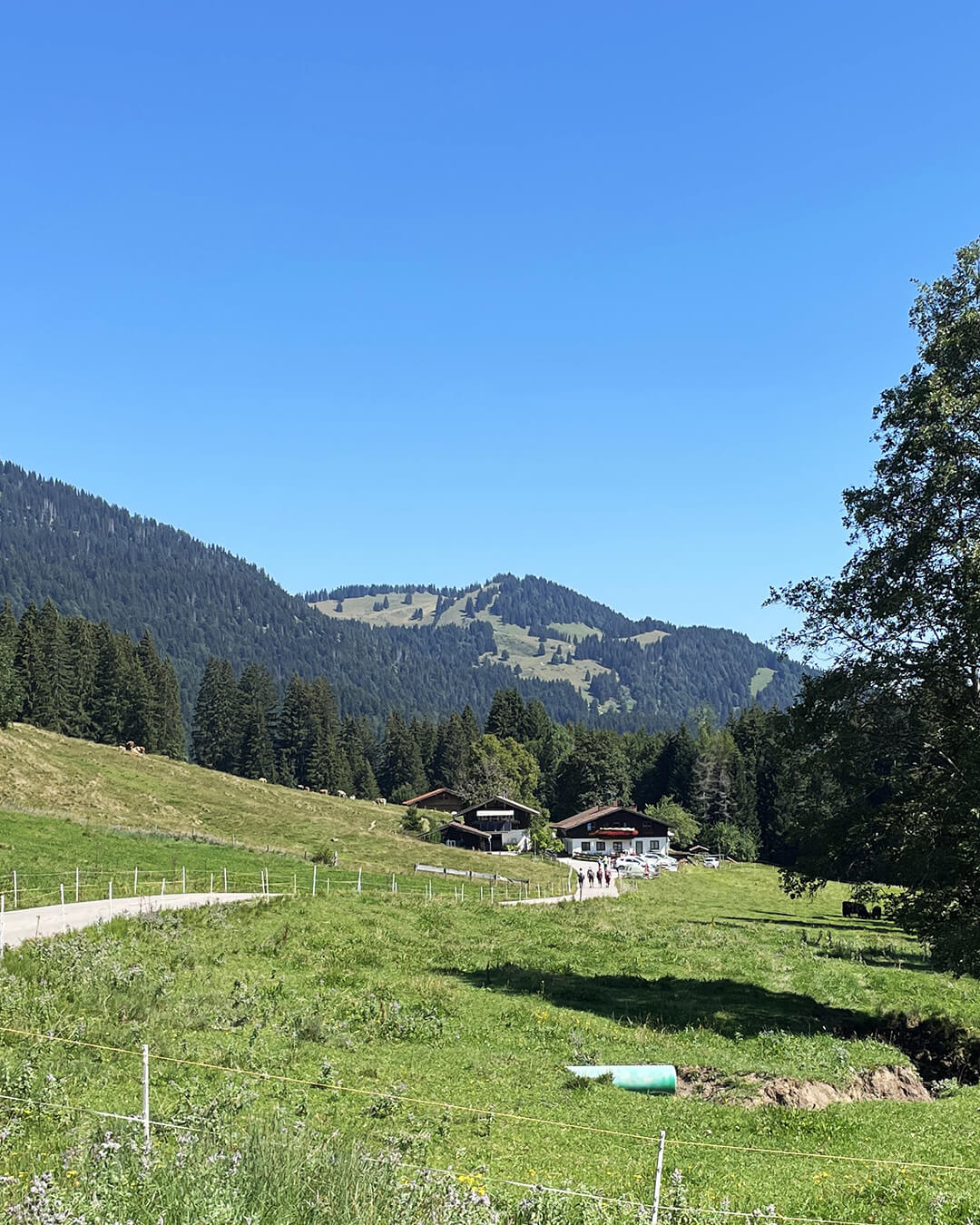 news_260808_Gunzenried_426
