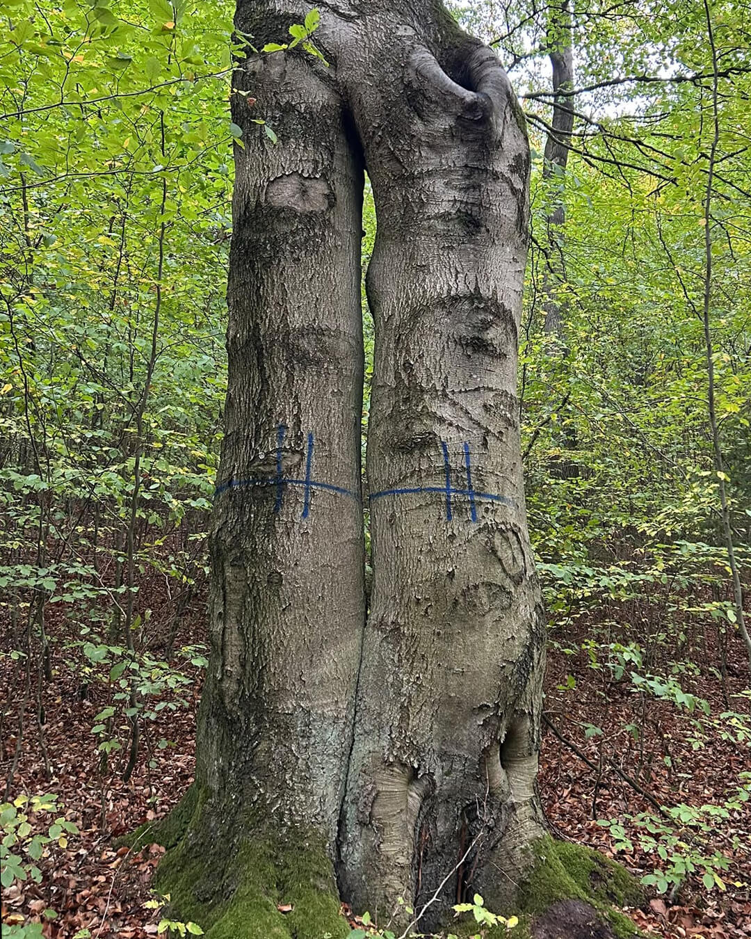 news_261018_Ibrakuppe_WA0019