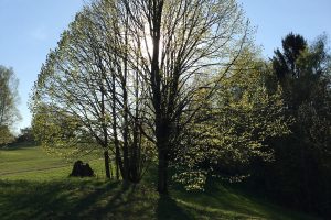 Veranstaltung MSSGV Wanderung Baum