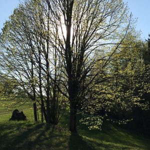 Veranstaltung MSSGV Wanderung Baum