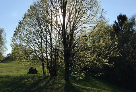 Veranstaltung MSSGV Wanderung Baum