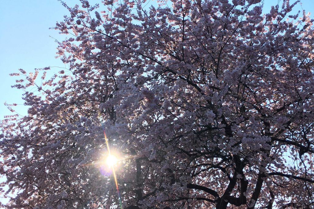 Veranstaltung MSSGV Wanderung Baumblüte