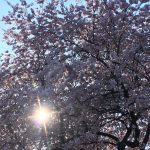 Veranstaltung MSSGV Wanderung Baumblüte