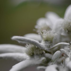 Veranstaltung MSSGV Edelweiss