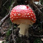 Veranstaltung MSSGV Fliegenpilz