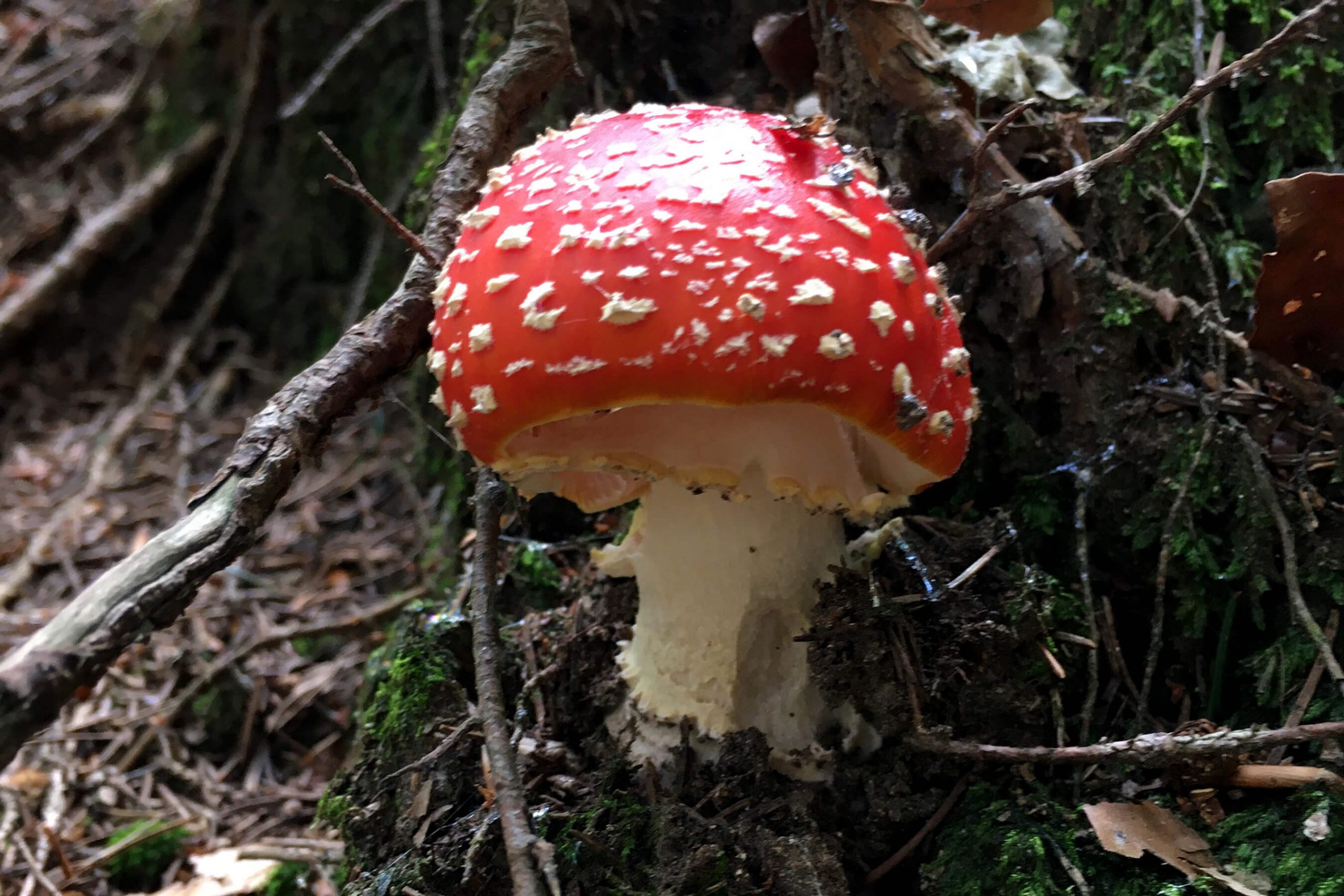 Veranstaltung MSSGV Fliegenpilz