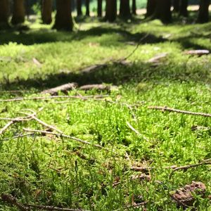 Veranstaltung MSSGV Wald