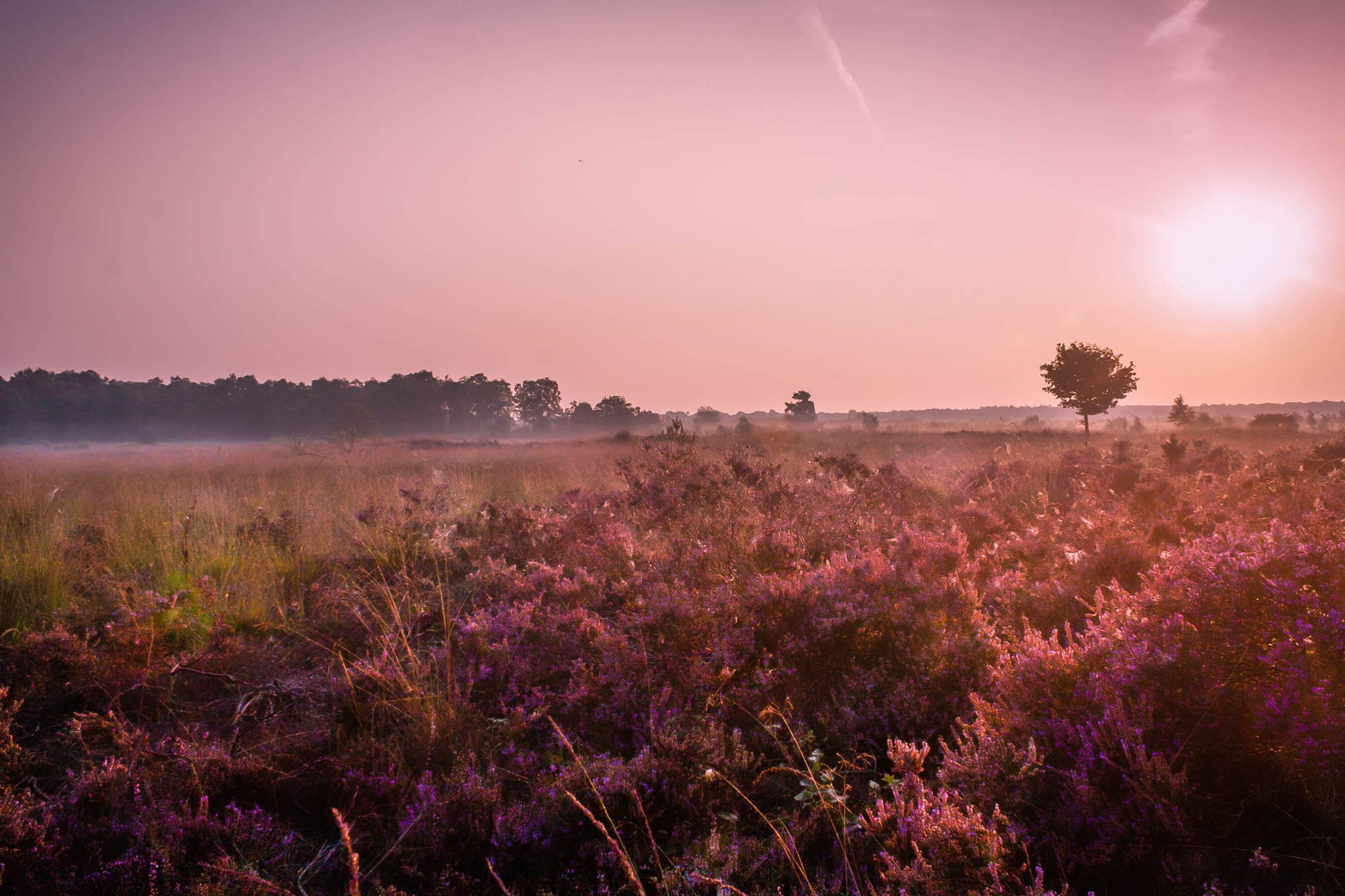 Veranstaltung MSSGV Wanderung Heide