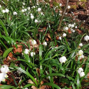 Veranstaltung MSSGV Wanderung Märzenbecher