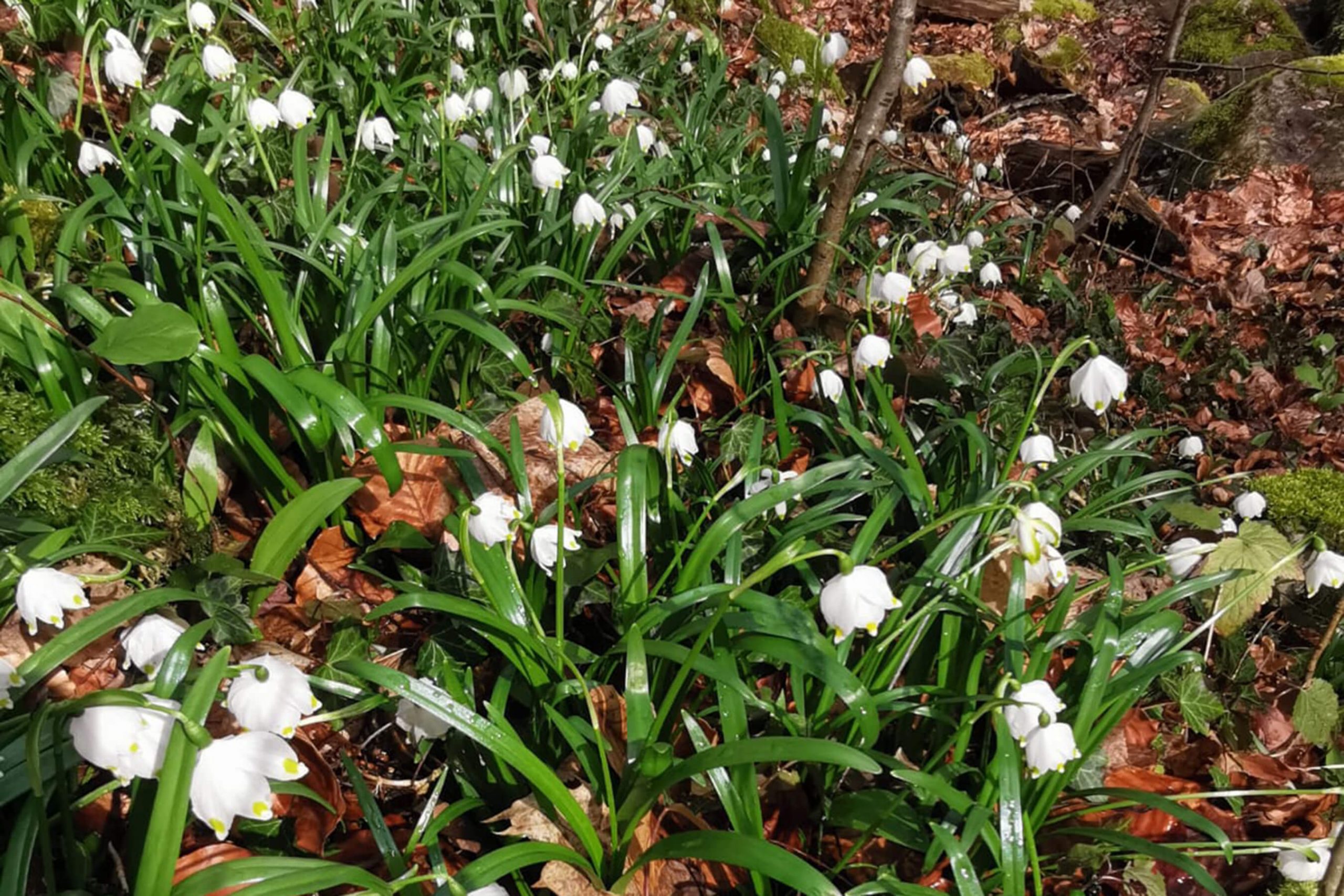 Veranstaltung MSSGV Wanderung Märzenbecher