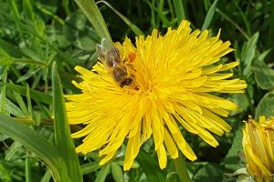 veranstaltung_bienen
