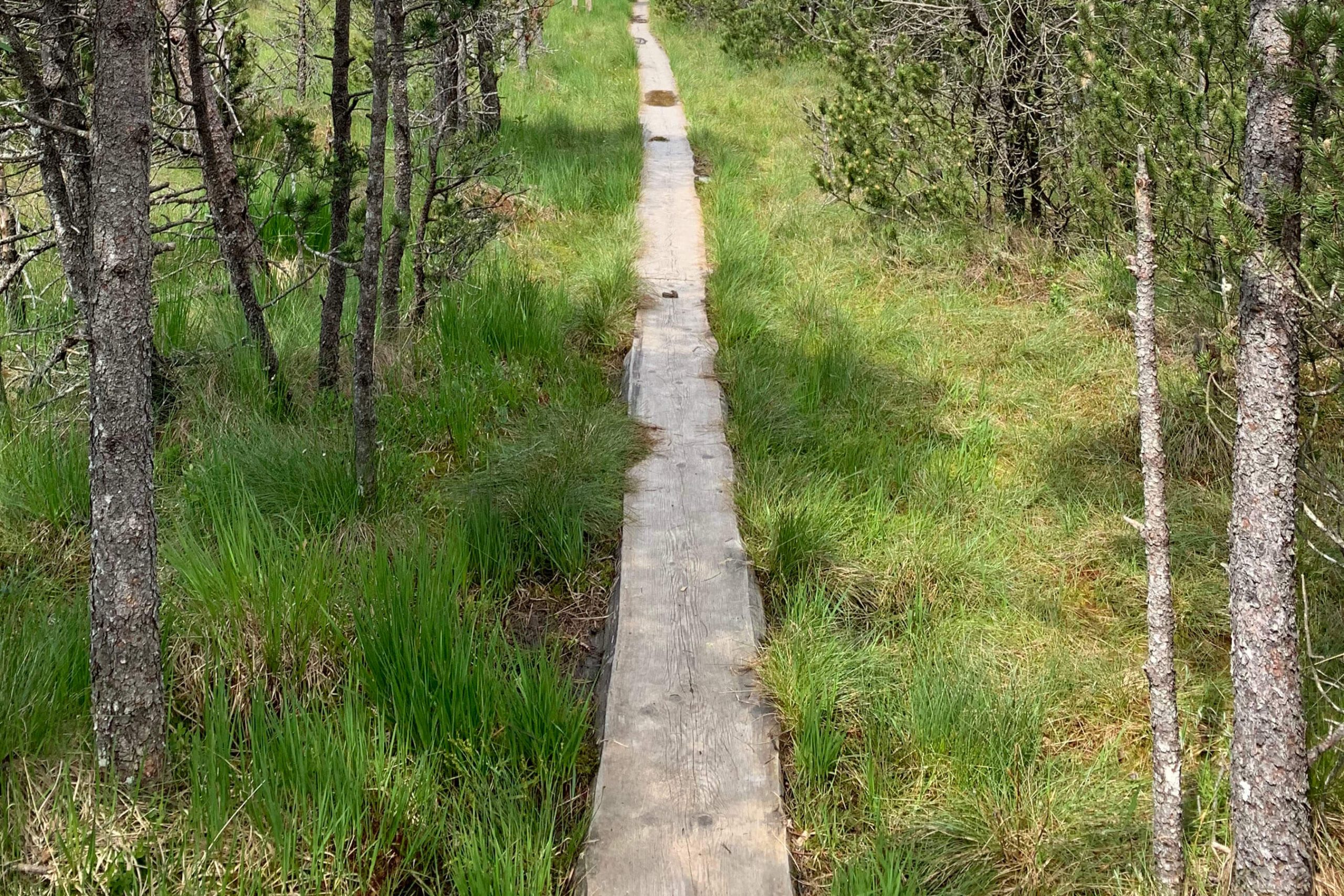 veranstaltung_Moor