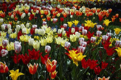 veranstaltung_tulpen