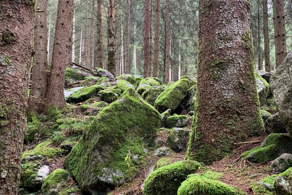 veranstaltung_wald