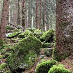 veranstaltung_wald