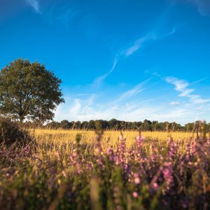 veranstaltung_heide