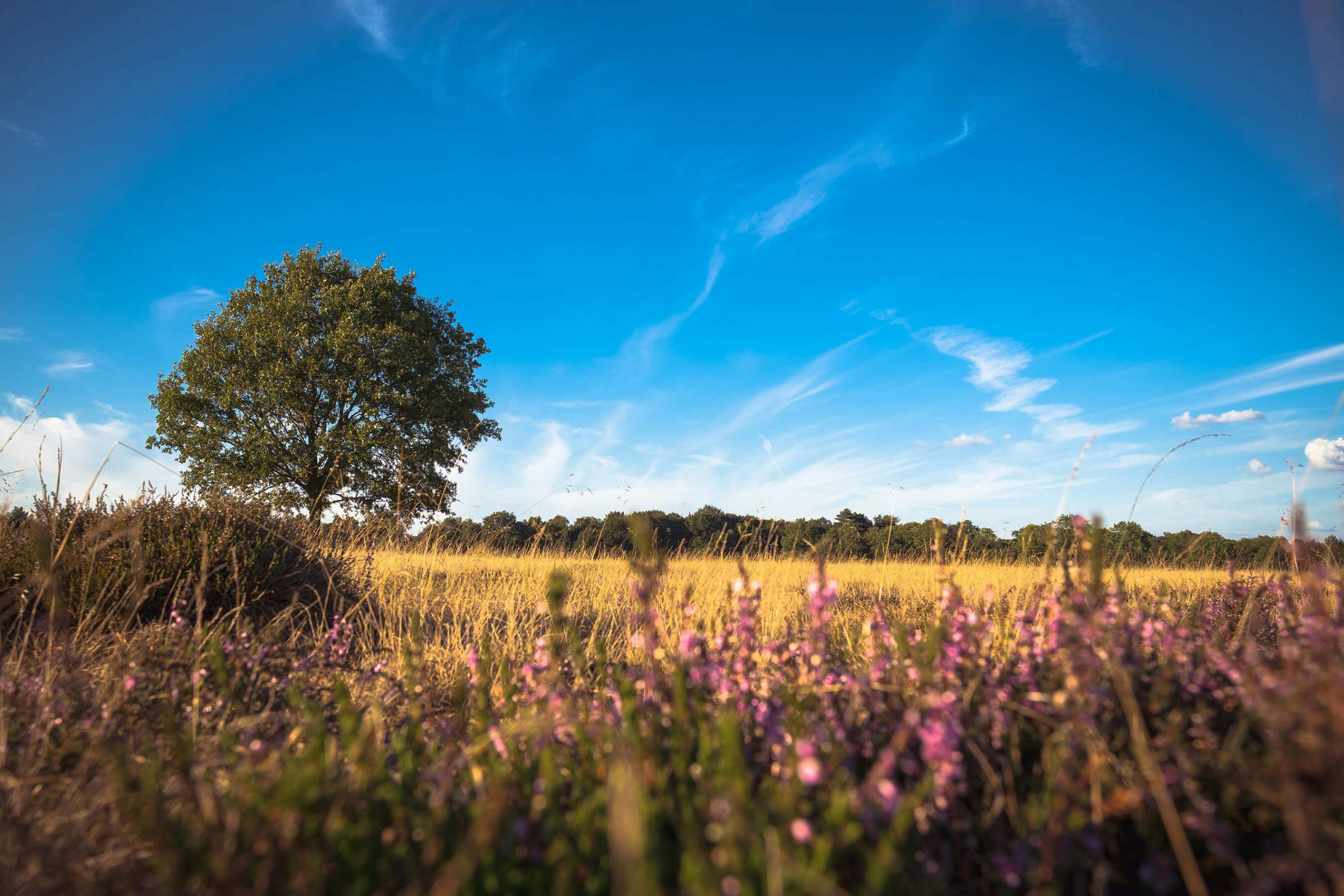 veranstaltung_heide