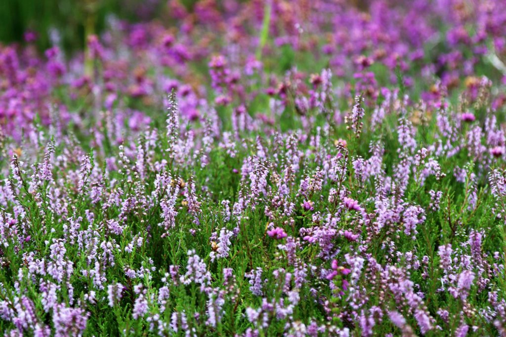 veranstaltung_heidekraut