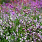 veranstaltung_heidekraut