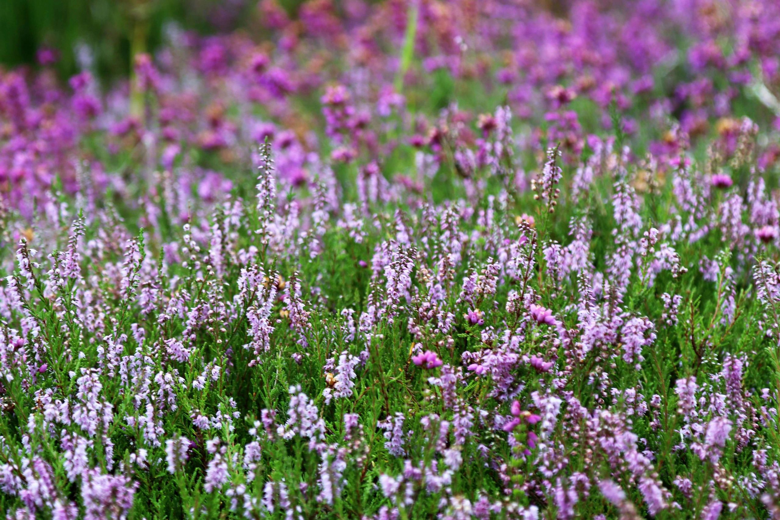 veranstaltung_heidekraut