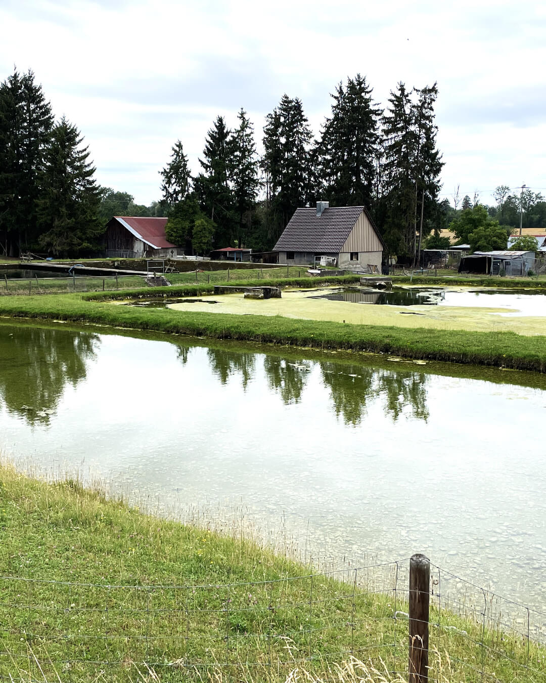 news_260708_Fischzucht_351